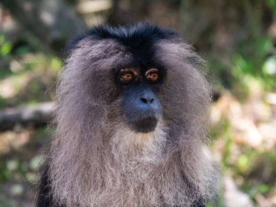 Lion-tailed macaque - De Zonnegloed - Animal park - Animal refuge centre 